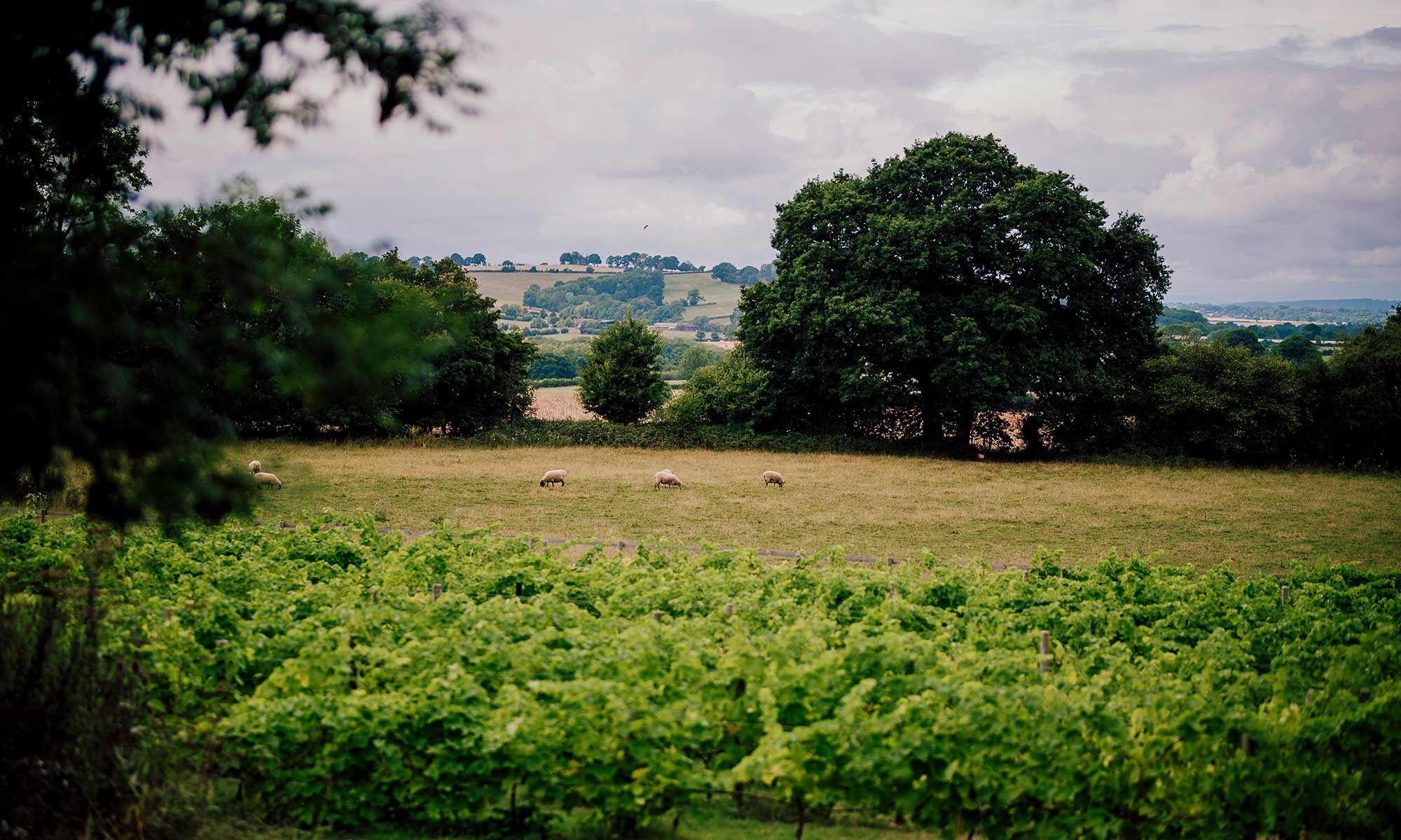 Pastoral scene with sheep in a field, trees, and distant hills under a cloudy sky.