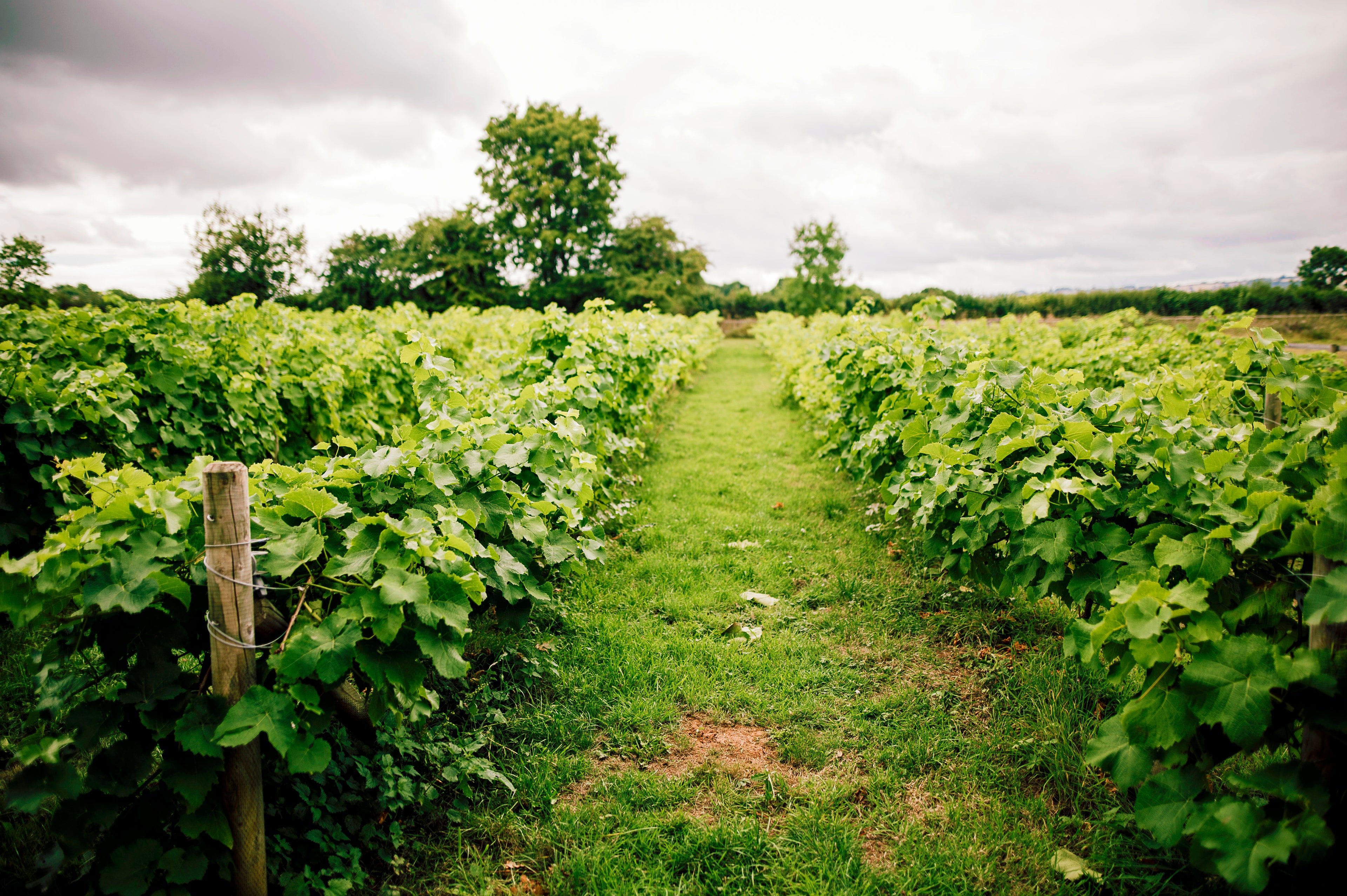 Vineyard with rows of grapevines under a cloudy sky