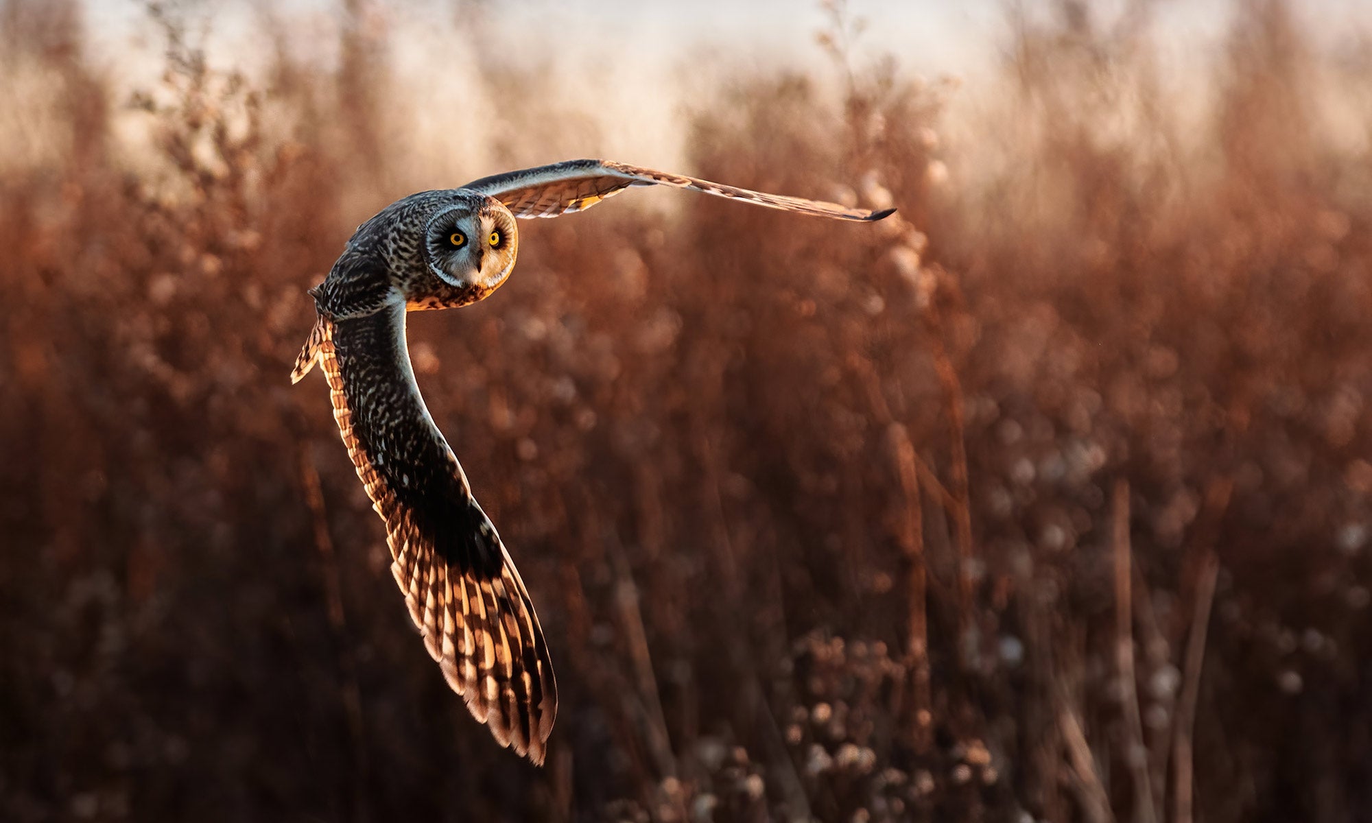 Owl flying over a field with a warm, golden glow