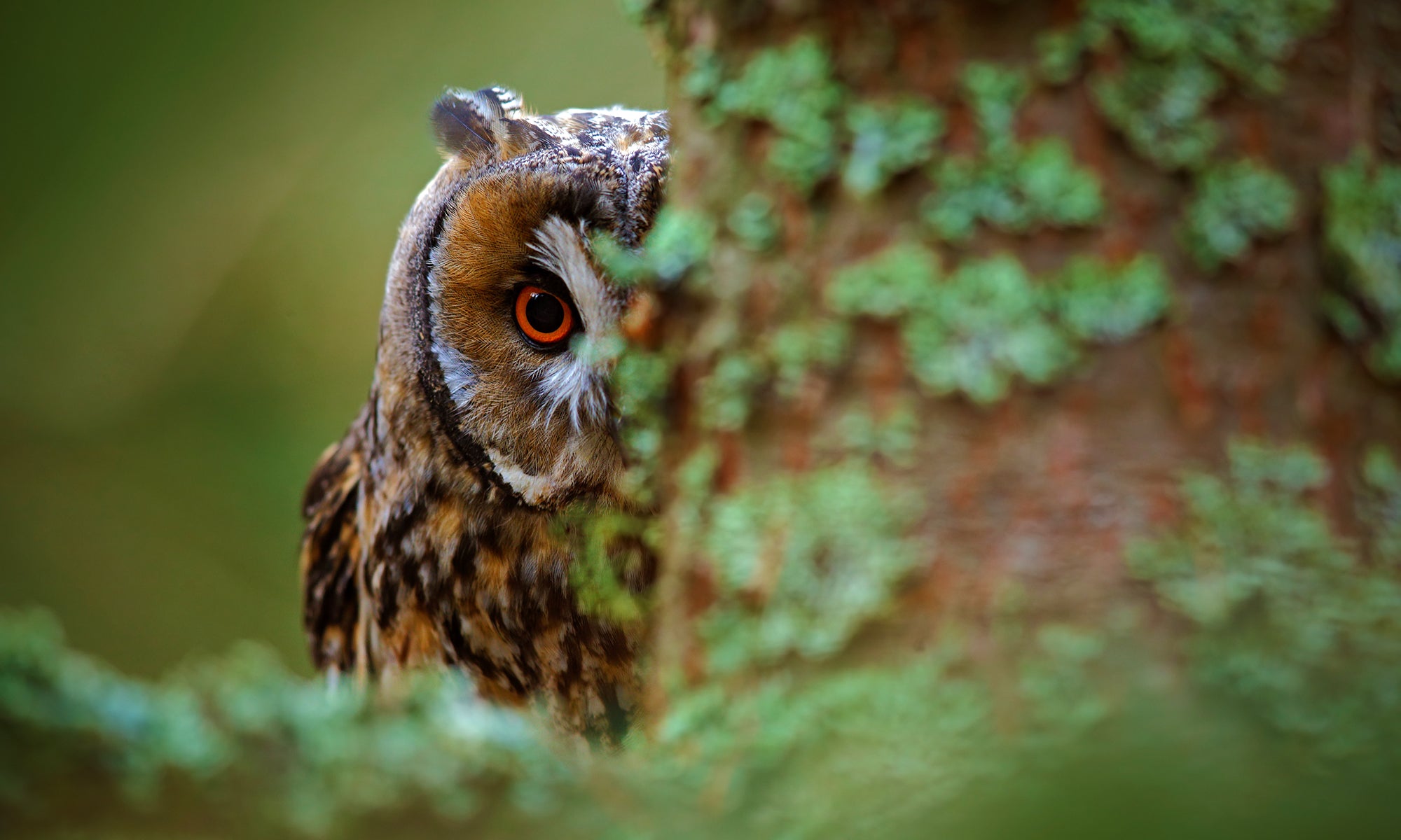 Owl peeking from behind a tree trunk with a blurred green background